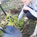 SŠG ELBA - sadenie stromčekov
