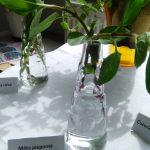 Výstava byliniek a liečivých rastlín