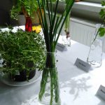Výstava byliniek a liečivých rastlín