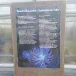 Botanická záhrada Košice - výstava Magické svetielkujúce rastliny